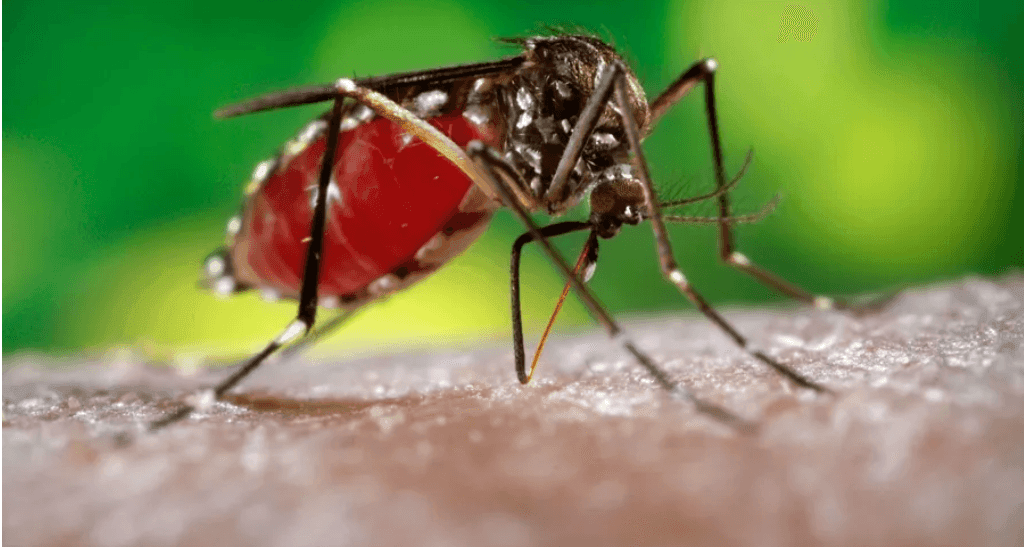 Efficient Mosquito Control Programs