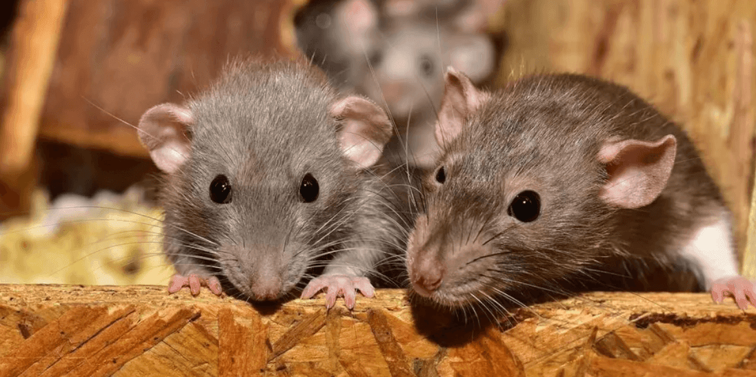 Integrated Rodent Management