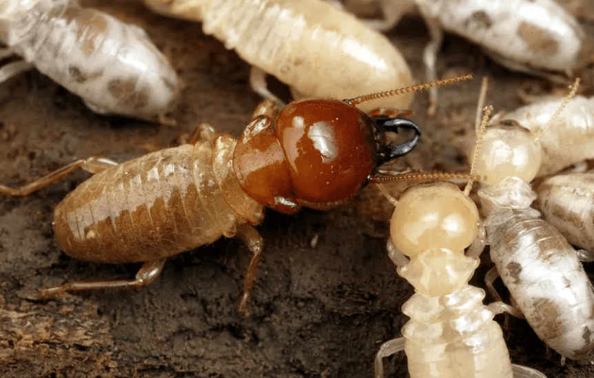 Comprehensive Termite Solutions