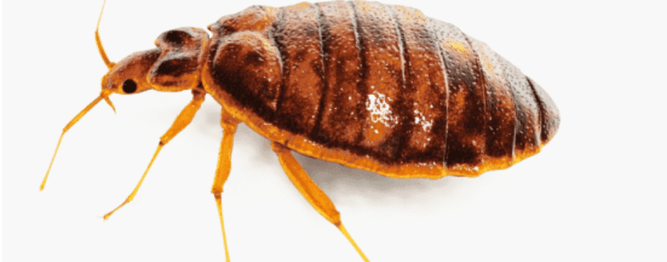 Complete Bed Bug Eradication