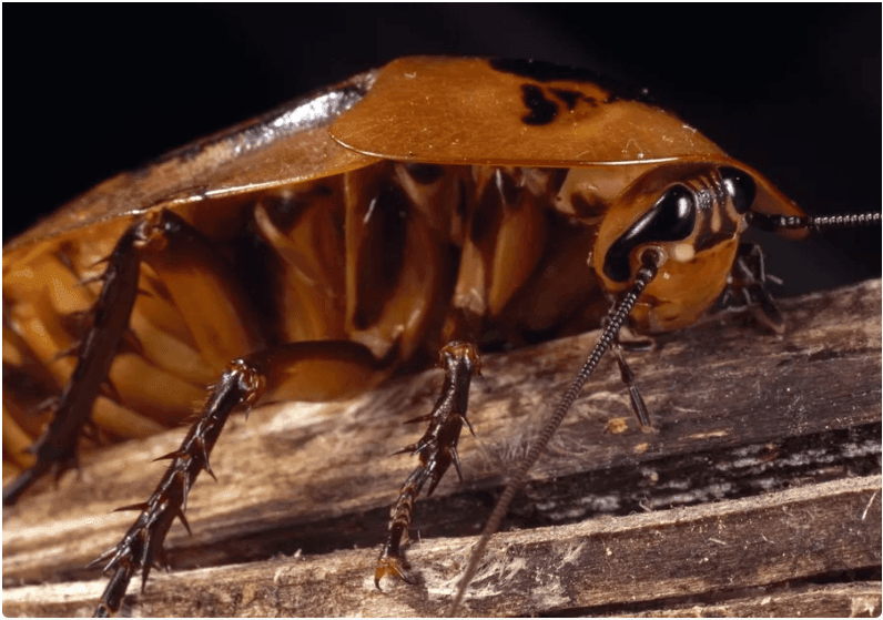 Pest Control